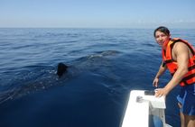 Cancun Whale Shark Small Group Tour on Spacious Boat w Transport