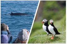 Two-In-One: Whale & Puffin Watching Tours from Reykjavik 
