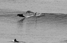 7-Day Byron Bay, Evans Head and Moonee Beach Surf Safari from Brisbane, Gold Coast or Byron Bay