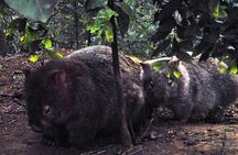 Walking with Wild Wombats Private Day Trip from Sydney