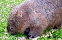 Walking with Wild Wombats Private Day Trip from Sydney