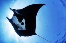 Scuba Diving in Nusa Penida Island and Manta Point
