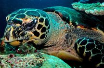 2 PADI Certified Dives at Tulamben from Bali