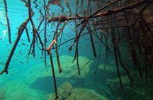 Freediving Intro for Beginners in a Cenote in Tulum Mexico