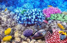 Full Day Diving Tour with profesional divers