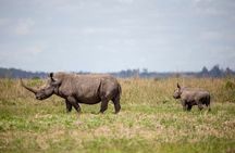 Half-Day Private Guided Safari Tour to Nairobi National Park