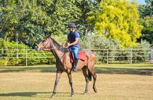 Horse Riding for Beginers from Dambulla