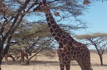 3 Days Safari to Samburu N/R and Ol Pejeta Conservancy.- Luxury.