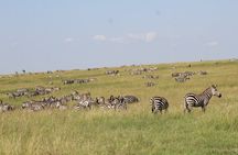 3 Days Safari Tour in Lake Manyara and Ngorngoro
