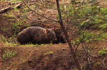Walking with Wild Wombats Private Day Trip from Sydney
