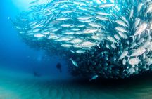 Cabo Pulmo 2 Tank Certified Dive with Lunch