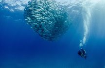 Cabo Pulmo 2 Tank Certified Dive with Lunch