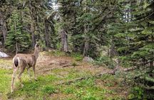 Olympic National Park - Private Luxury Day Tour with Lunch