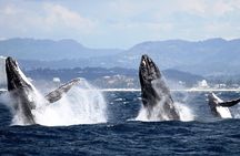 Whale Watching Tour with Spirit of Gold Coast 