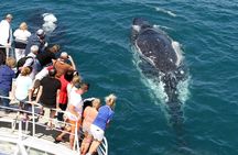 Whale Watching Tour with Spirit of Gold Coast 