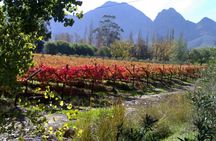 Cape of Good Hope and Cape Winelands Day Tour from Cape Town