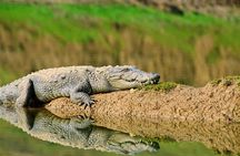 Sawai Madhopur: Private Chambal Crocodile Safari All-Inclusive