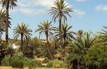 Visit the Oasis & Tea at the Basketmaker.
