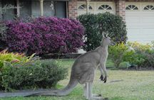 Urban Kangaroos 