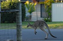 Urban Kangaroos 
