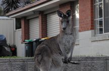 Urban Kangaroos 