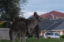 Urban Kangaroos 