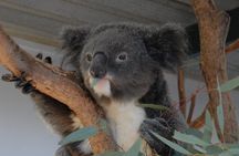 Blue Mountains Highlights & Featherdale Wildlife Park