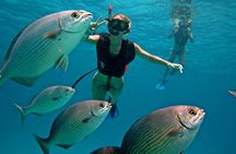 Palancar, Columbia and El Cielo Cozumel Snorkeling Tour