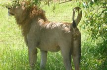 Day Trip To Arusha National Park