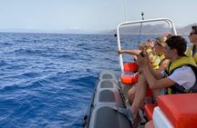 2h Dolphin and Whale Viewing + Snorkeling Tour