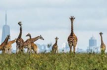 Nairobi Airport Layover to Nairobi National Park