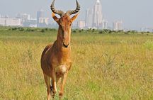 Nairobi National Park & Elephant Orphanage Day Tour 