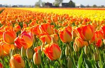Enjoy the tulip fields by bicycle with a local guide! Tulip bike tour!