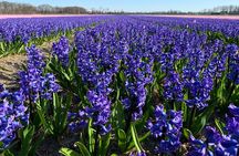 Enjoy the tulip fields by bicycle with a local guide! Tulip bike tour!