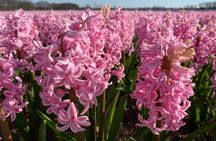 Enjoy the tulip fields by bicycle with a local guide! Tulip bike tour!