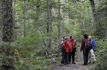 Private Tour: Tierra del Fuego National Park Trekking & Canoeing in Lapataia Bay