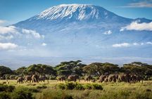 8 Days Mt Kilimanjaro Climb - Lemosho Route