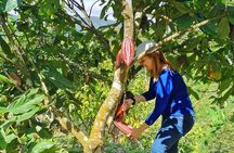 Coffee & Chocolate Private Tour in Medellin: Genuine Experience 