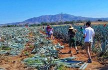 Tequila Tour