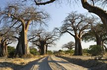 5 Days amazing tour to the Southern Circuit of Tanzania