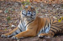 Safari in Pench National Park