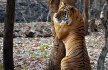 Nagpur to Vizag Tribal Villages & Tiger Safari