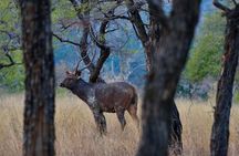 Safari in Pench National Park
