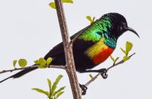 5 Days amazing tour to the Southern Circuit of Tanzania