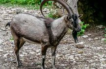 Samaria Gorge Hiking from Chania with proffesional hiking guide