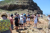 Cape of Good Hope Penguins From Cape Town Excl Entry Fees Tour