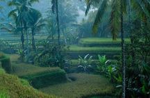 Best of Ubud: Private All-Inclusive Tour with Jungle Swing