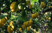 Walking tour from Minori to Maiori along the Path of the Lemons