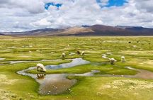 Colca Canyon Tour 2d Short hiking +Overnight in small village Ending in Arequipa