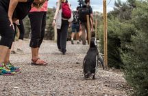 Private Tour Discovering Punta Tombo Penguin Reserve From Puerto Madryn